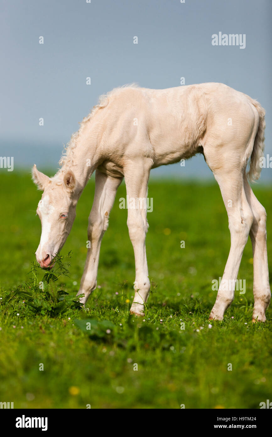 Cremello Morgan horse puledro mangiare erba, Tirolo, Austria Foto Stock