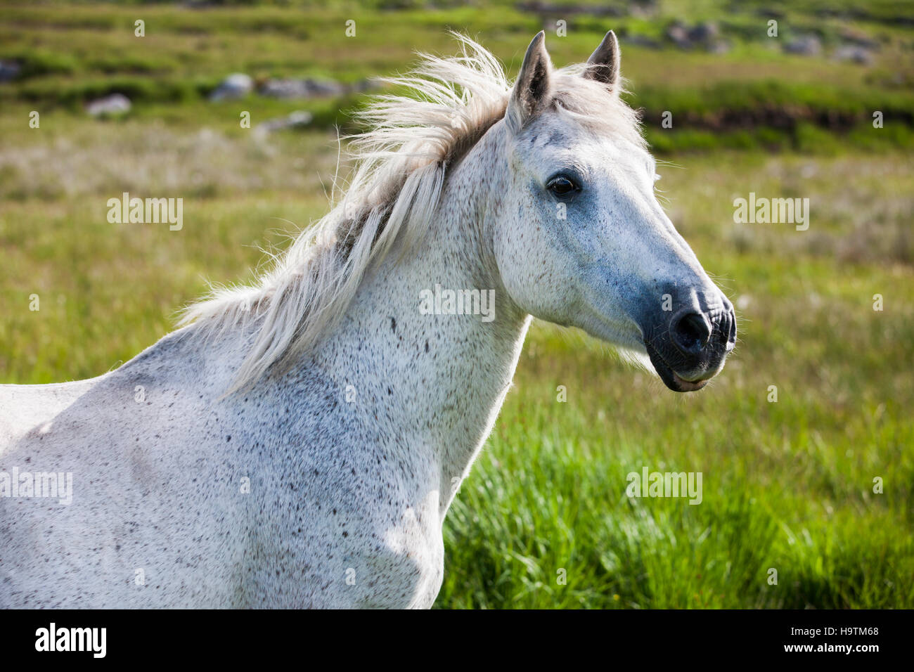 Pony Connemara, Connemara, Irlanda Foto Stock