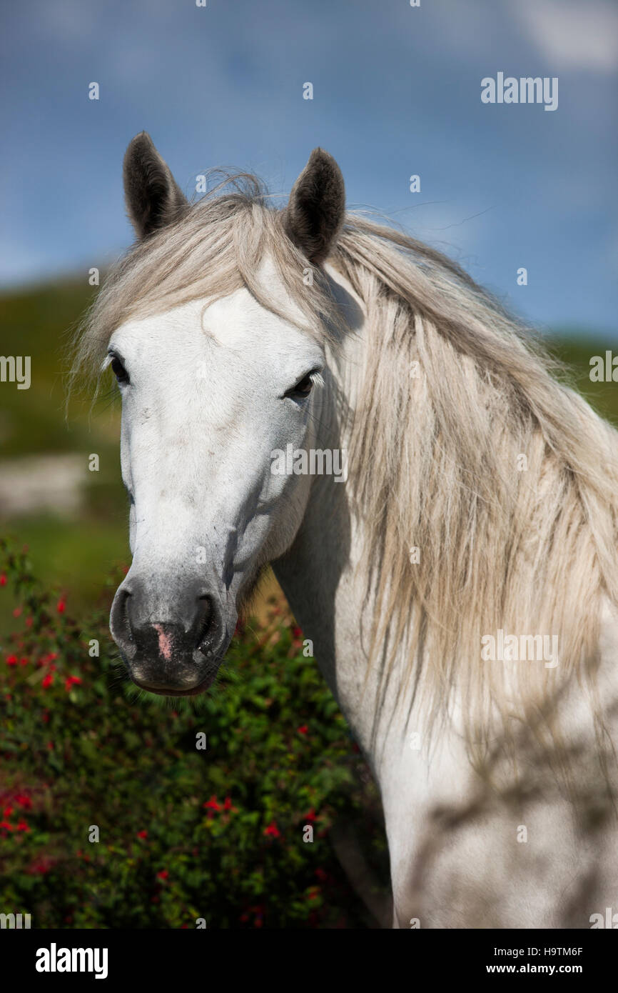 Pony Connemara stallone, Connemara, Irlanda Foto Stock