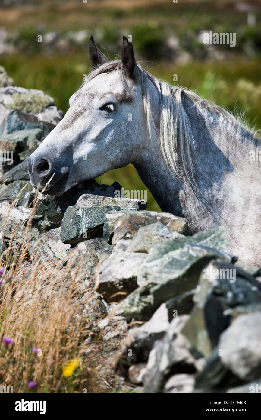 Pony Connemara guardando oltre il muro di pietra, Connemara, Irlanda Foto Stock