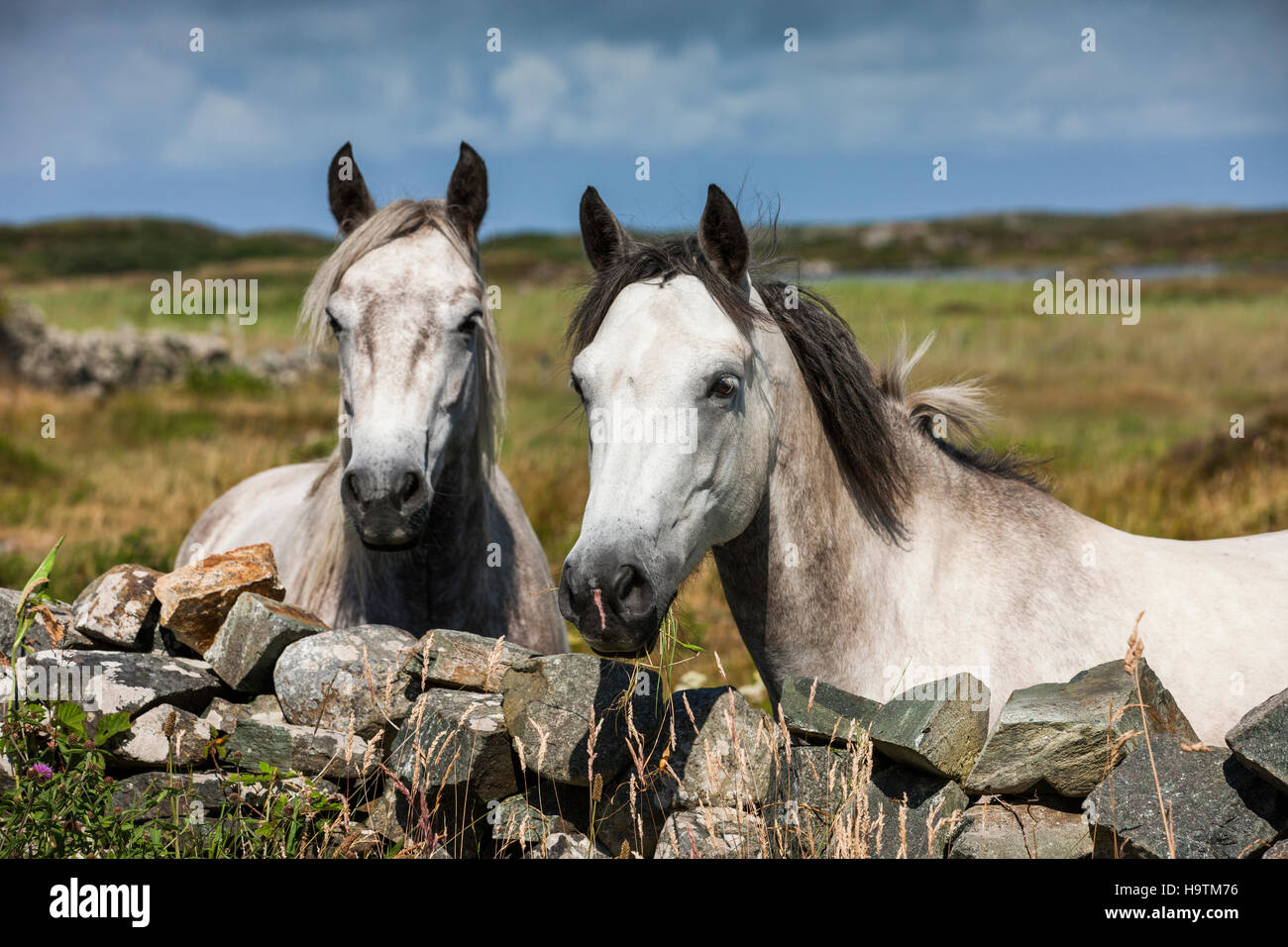 Pony Connemara guardare oltre il muro di pietra, Connemara, Irlanda Foto Stock