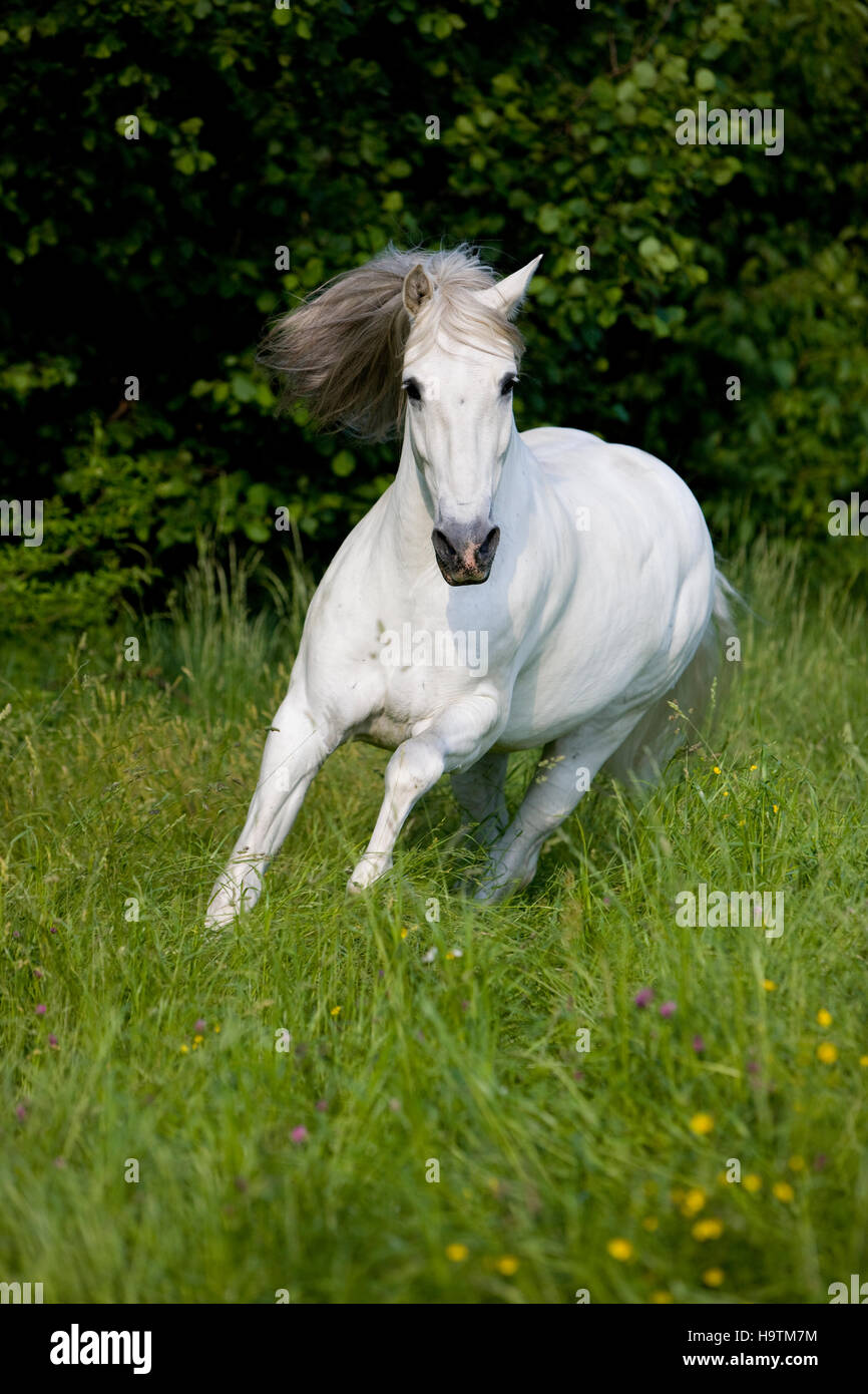 PRE, Pura Raza Española, cavallo andaluso, galoppa in erba alta, Tirolo del nord, Austria Foto Stock