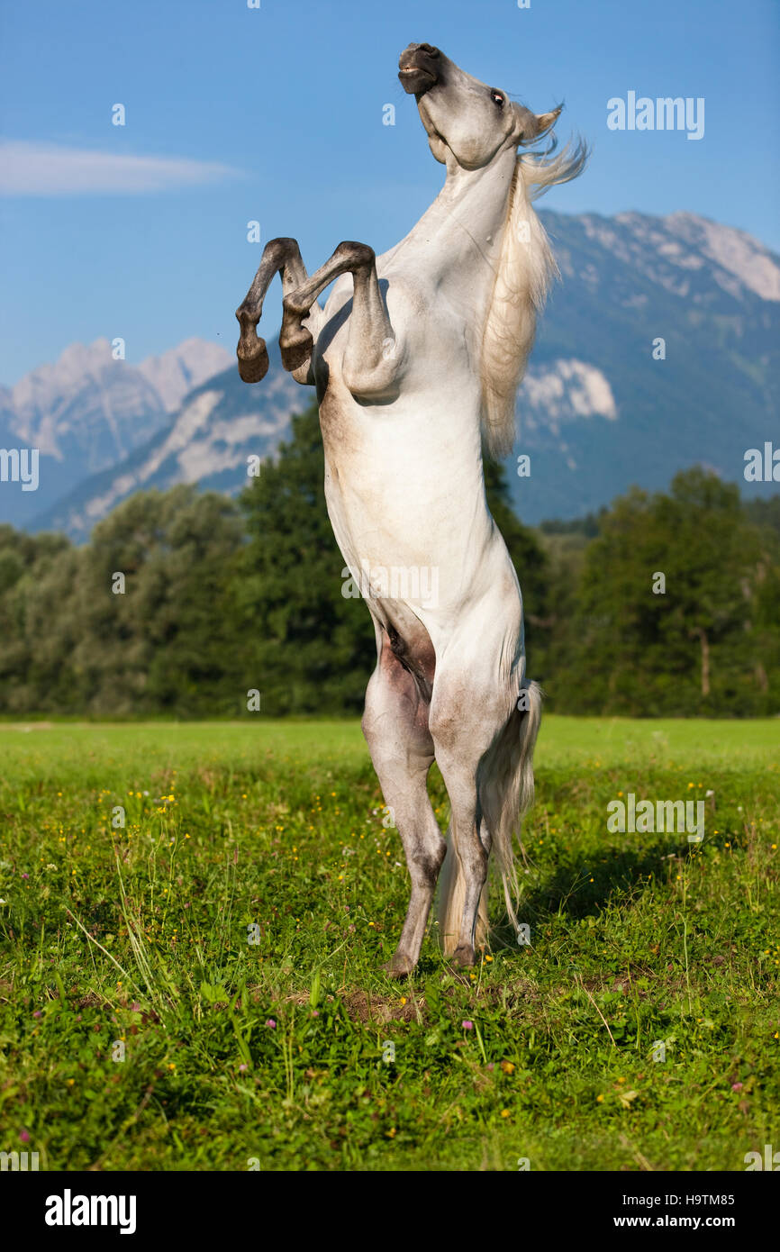 PRE, Pura Raza Española, cavallo andaluso, sorge, sfondo montano, Tirolo del nord, Austria Foto Stock
