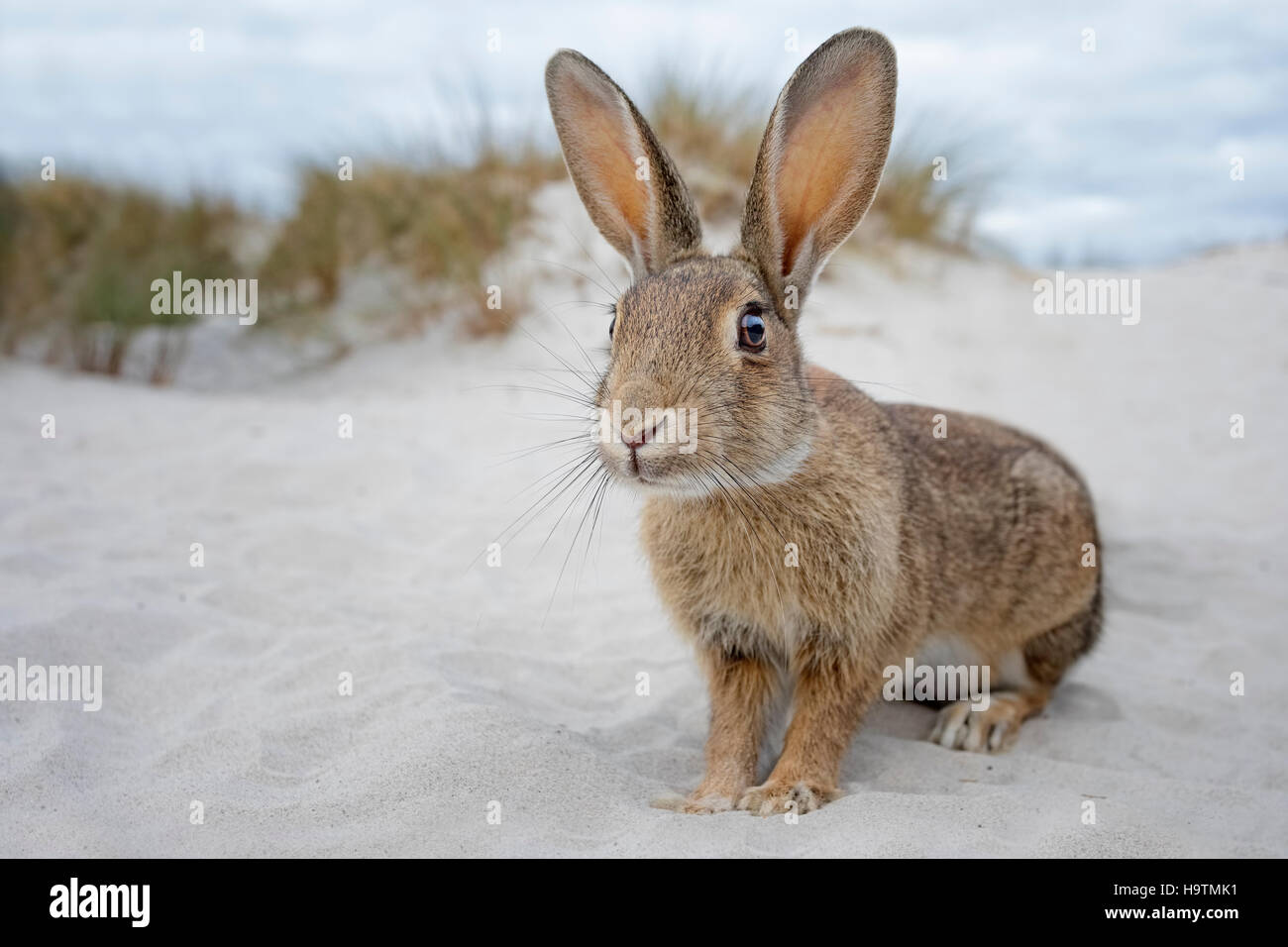 Coniglio selvatico (oryctolagus cuniculus), spiaggia di dune, Meclenburgo-Pomerania Occidentale, Germania Foto Stock