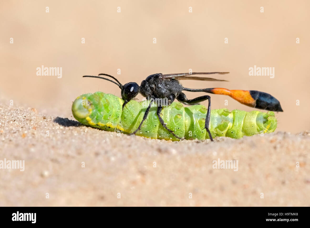 Sabbia comune Wasp (Ammophila sabulosa) con la preda, caterpillar del owlet tarma (Noctuidae), Riserva della Biosfera dell'Elba centrale Foto Stock