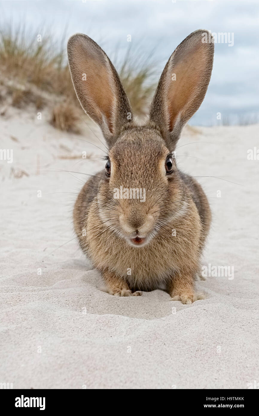 Coniglio selvatico (oryctolagus cuniculus), spiaggia di dune, Meclenburgo-Pomerania Occidentale, Germania Foto Stock