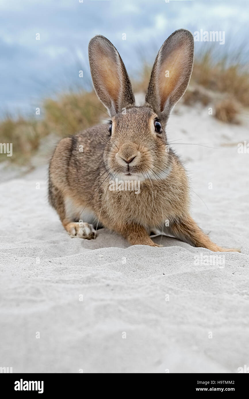 Coniglio selvatico (oryctolagus cuniculus), spiaggia di dune, Meclenburgo-Pomerania Occidentale, Germania Foto Stock