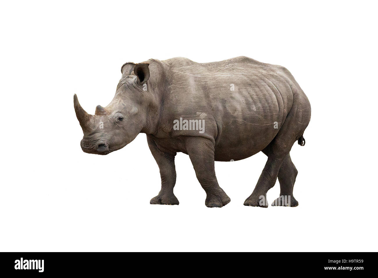 Adulto di rinoceronte, vista laterale, isolato su sfondo bianco. Foto Stock