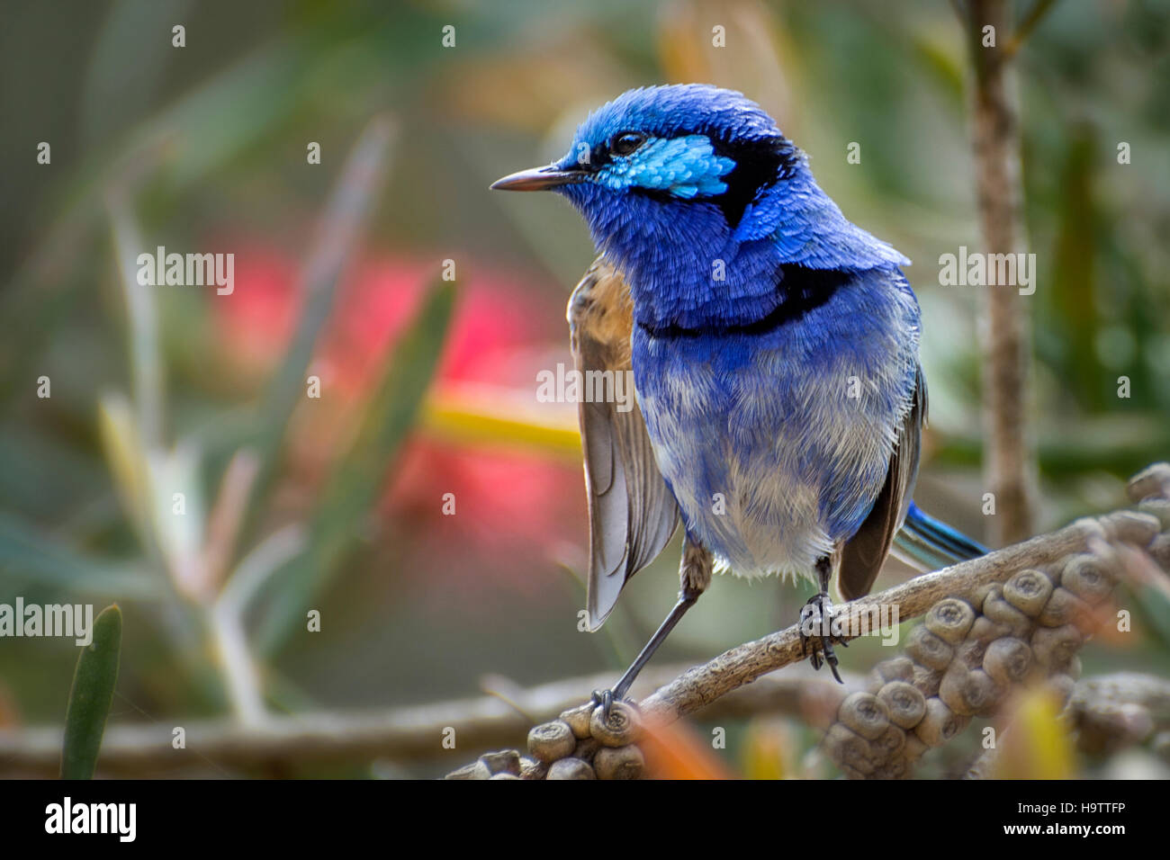 Splendido maschio fata Wren Foto Stock