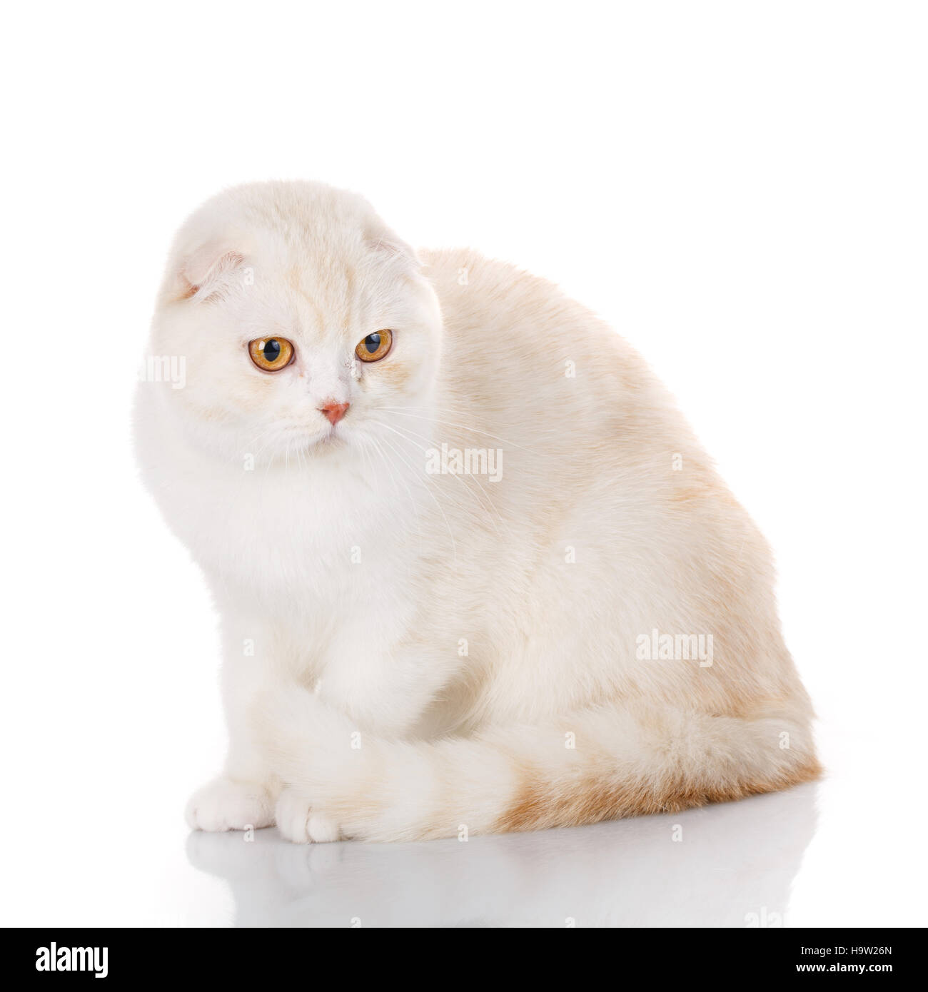 Bianco British Shorthair gatto con gli occhi gialli isolato Foto Stock