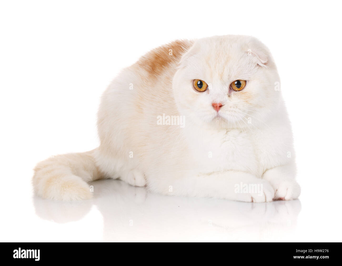 Bianco British Shorthair gatto con gli occhi gialli isolato Foto Stock