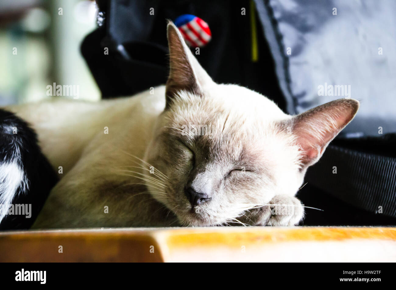 Il gatto dorme sul tavolo di legno. Foto Stock