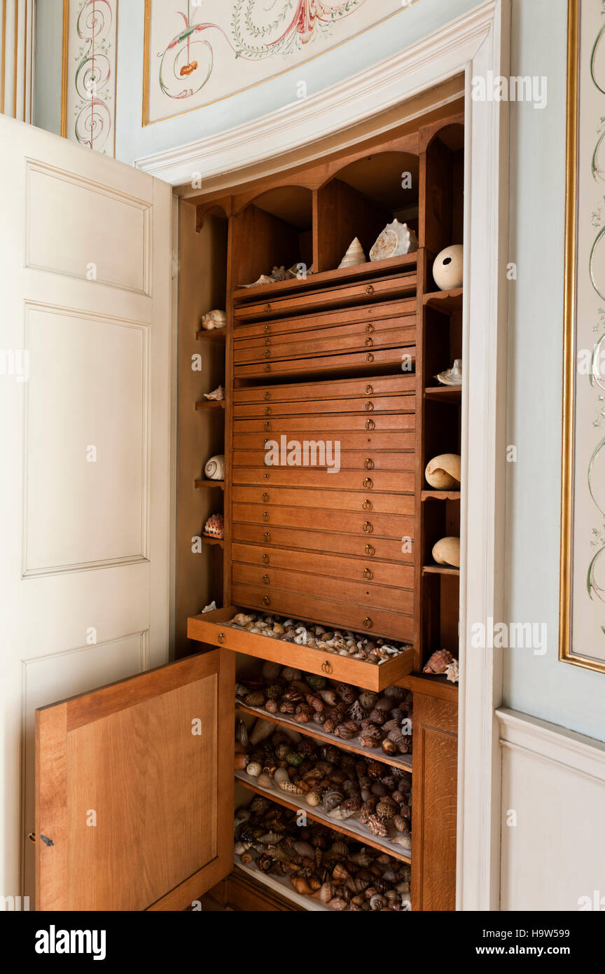 Ripiani e cassetti in un armadio in Boudoir contenente una raccolta di shell al Attingham Park, Shropshire. Foto Stock