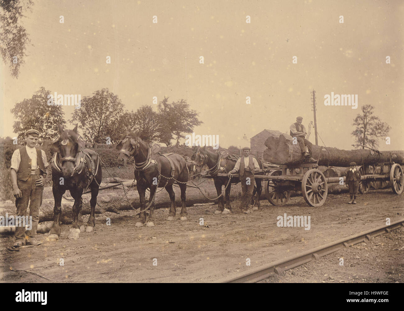 Archivio Storico di immagine di cavalli da lavoro tirando un grande carro con tronco di albero c1900 Foto Stock