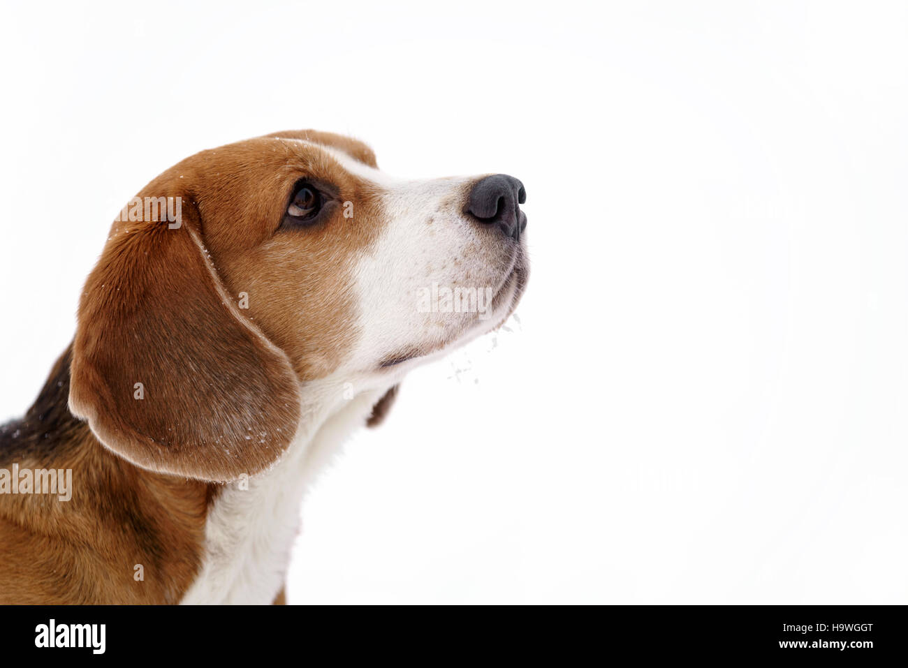 Cane beagle esterna inverno ritratto con copyspace Foto Stock