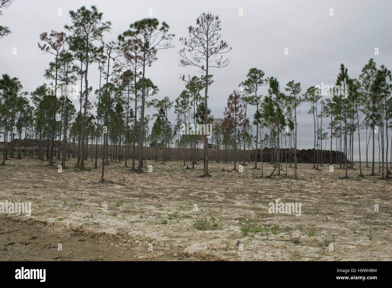 Everglades foro nella ciambella di progetto di restauro Foto Stock