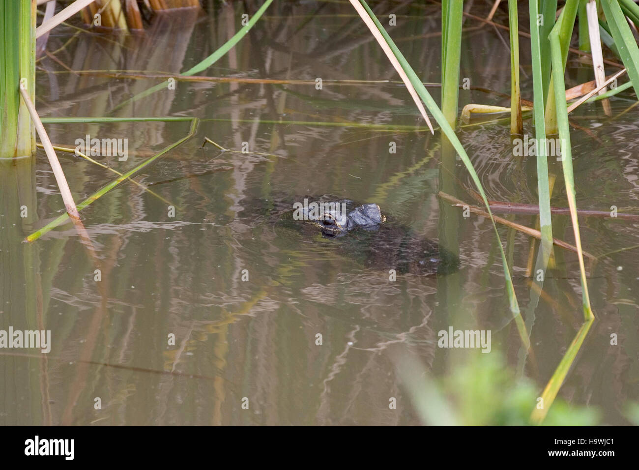 Il progetto Hole in the Donut Restoration nel Parco Nazionale delle Everglades si concentra sul ripristino degli ecosistemi danneggiati causati dall'attività umana. Questa iniziativa mira a migliorare la qualità dell’acqua e la biodiversità nelle zone umide del parco. Foto Stock