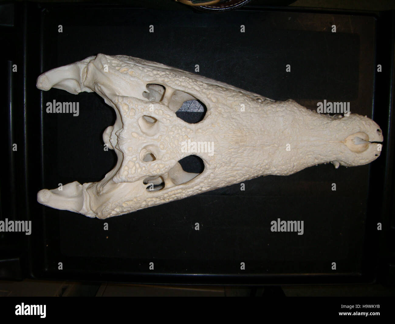 L'immagine mostra un cranio di coccodrillo conservato, probabilmente di una specie trovata nelle regioni tropicali. La struttura del cranio rivela informazioni essenziali sull'anatomia dell'animale, i tratti evolutivi e il suo ruolo all'interno del suo ecosistema. Tali esemplari sono preziosi per lo studio scientifico e gli sforzi di conservazione. Foto Stock