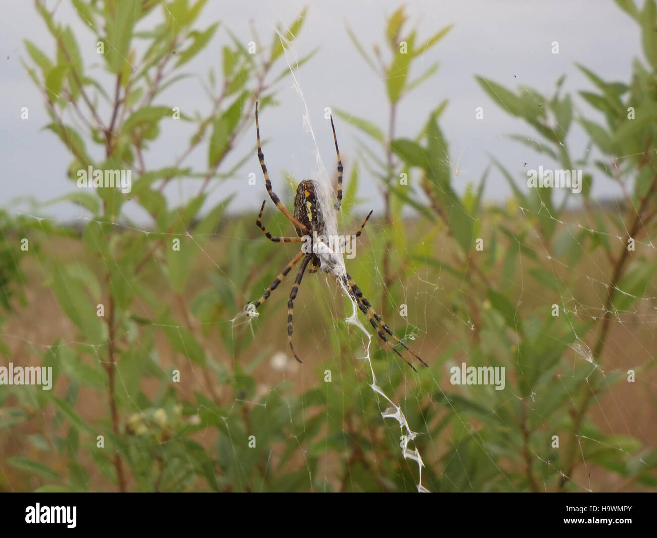 Un primo piano di un ragno nel Parco Nazionale delle Everglades, che mette in risalto l'ecosistema unico del parco e la variegata gamma di artropodi che abitano questo ambiente paludoso. Foto Stock