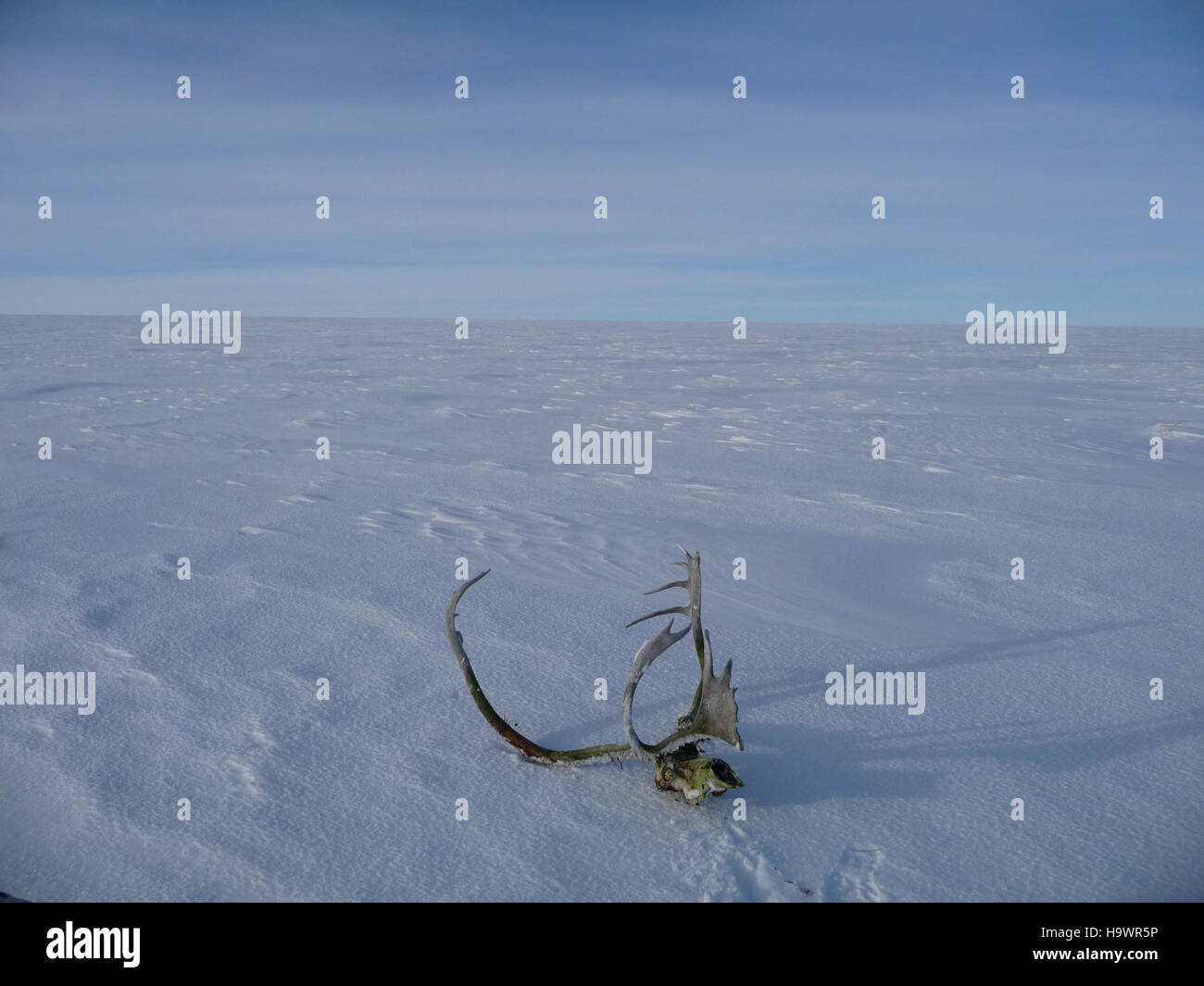 Questa immagine raffigura un cranio trovato sulla tundra congelata, parte della riserva nazionale di Bering Land Bridge. La riserva è un sito significativo per la ricerca archeologica e paleontologica, che offre approfondimenti sulla migrazione umana e sui cambiamenti ambientali. Foto Stock