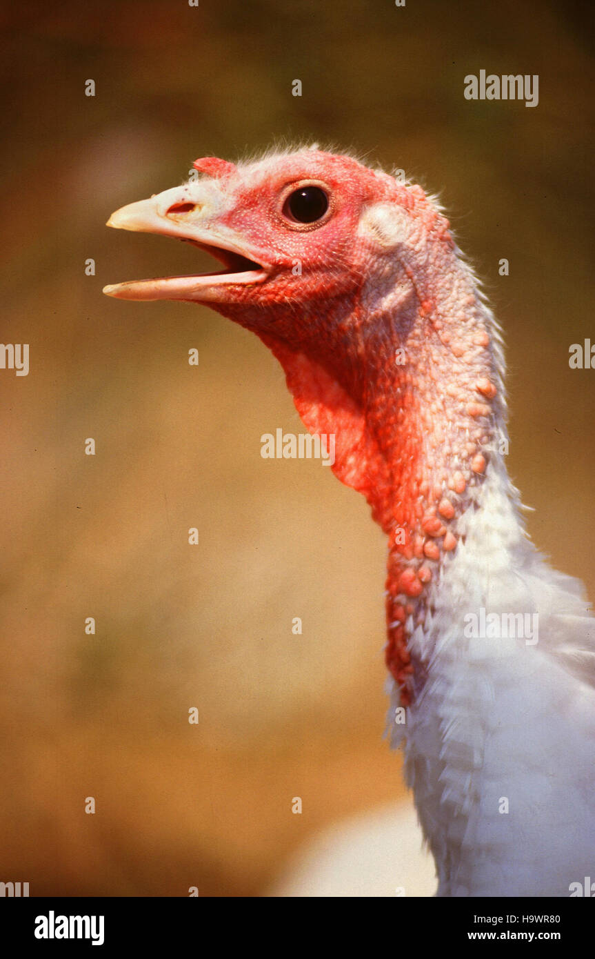 Un tacchino selvaggio è osservato in un parco nazionale, che mostra la variegata fauna selvatica del parco. Questi uccelli contribuiscono all'equilibrio ecologico del parco e la loro presenza sottolinea l'importanza di preservare le specie e gli habitat autoctoni all'interno delle aree protette. Foto Stock