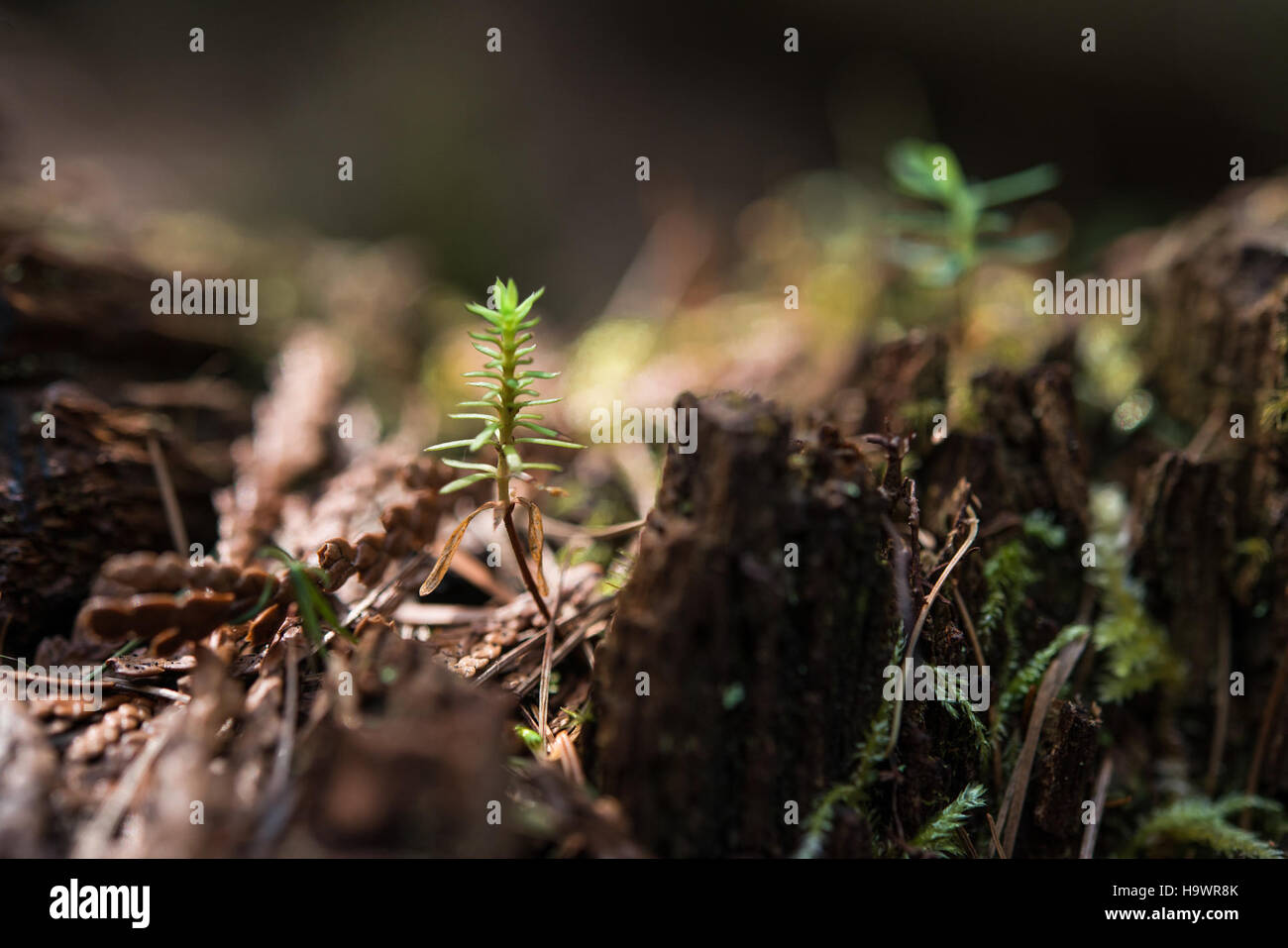 Un alberello che cresce sul fondo della foresta nel Glacier National Park, esemplificando la rigenerazione naturale e i processi ecologici nei diversi habitat del parco. Foto Stock