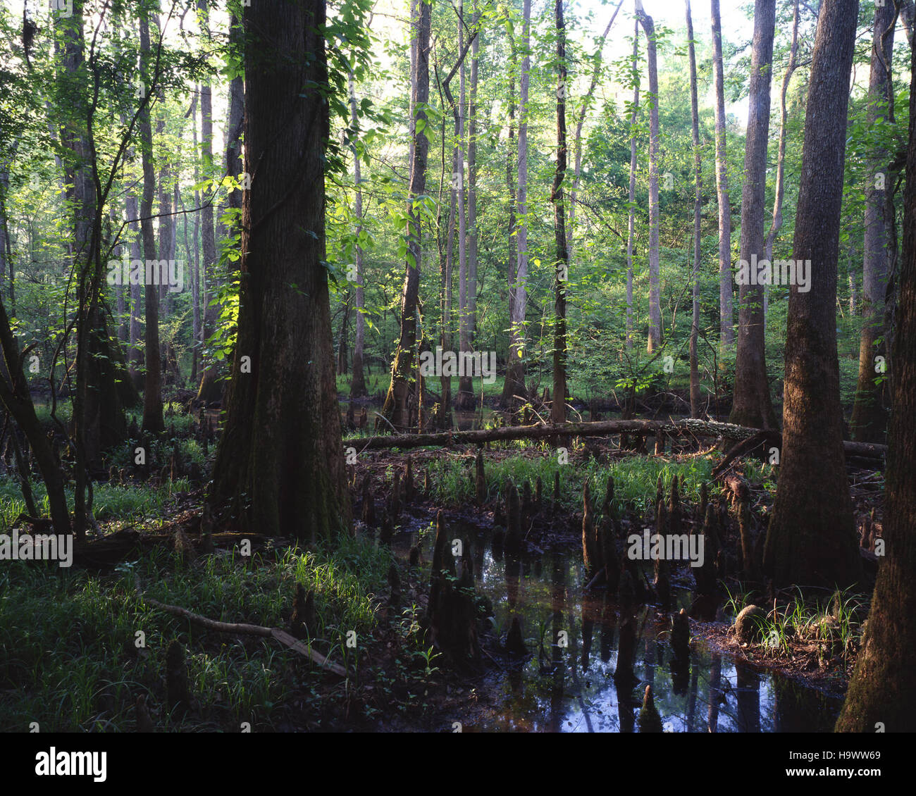 Il Parco Nazionale di Congaree è un'area protetta che conserva la biodiversità e il ricco ecosistema della pianura alluvionale del fiume Congaree, offrendo preziose opportunità di ricerca ed esperienze all'aperto. Foto Stock