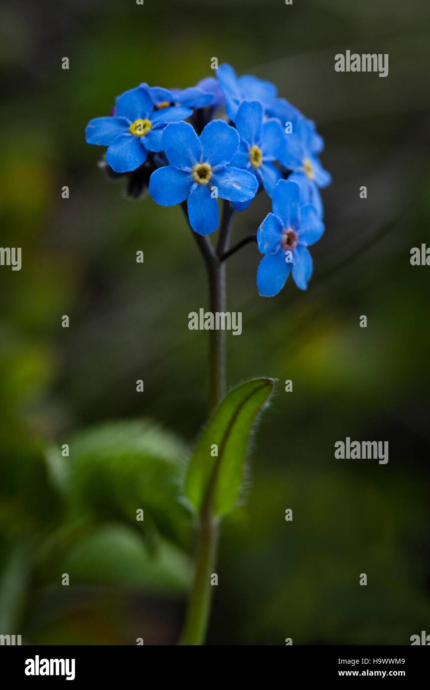 Il Forget-me-Not alpino, un delicato fiore che si trova nel Parco Nazionale di Denali, è una parte importante dell'ecosistema alpino del parco. Foto Stock