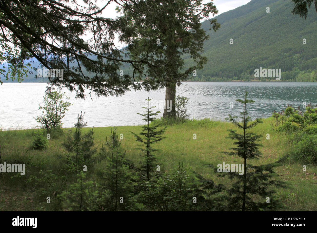 7536262180 glaciernps Ryan Beach-Meadow, Lago McDonald - 2 [vicino all'entrata ovest del parco.] Foto Stock