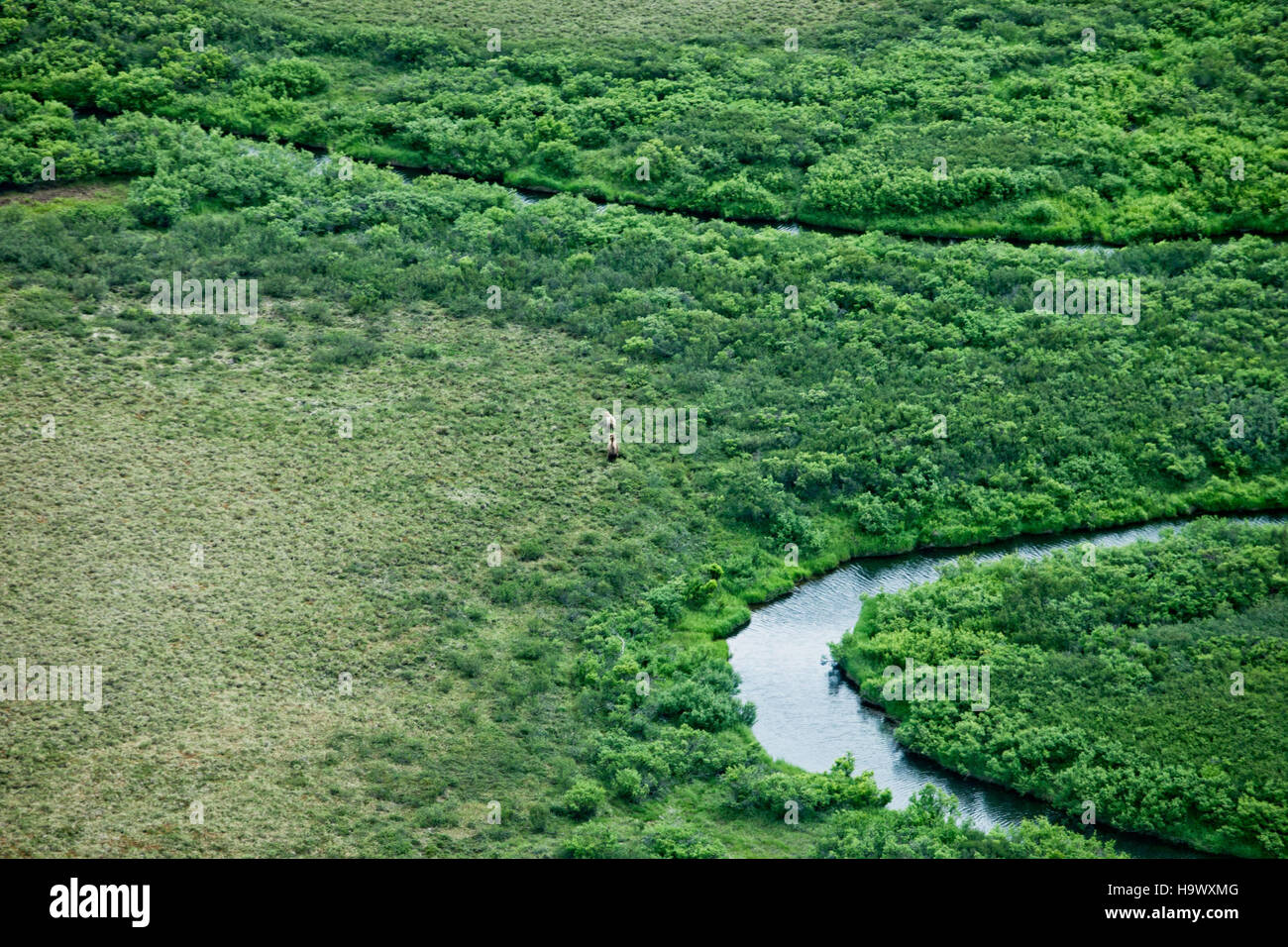 Questa immagine, che mostra il Bering Land Bridge, cattura il paesaggio in cui si è verificata l'antica migrazione umana. La presenza di orsi grizzly riflette la fauna selvatica che vagava nella regione durante la preistoria. Foto Stock