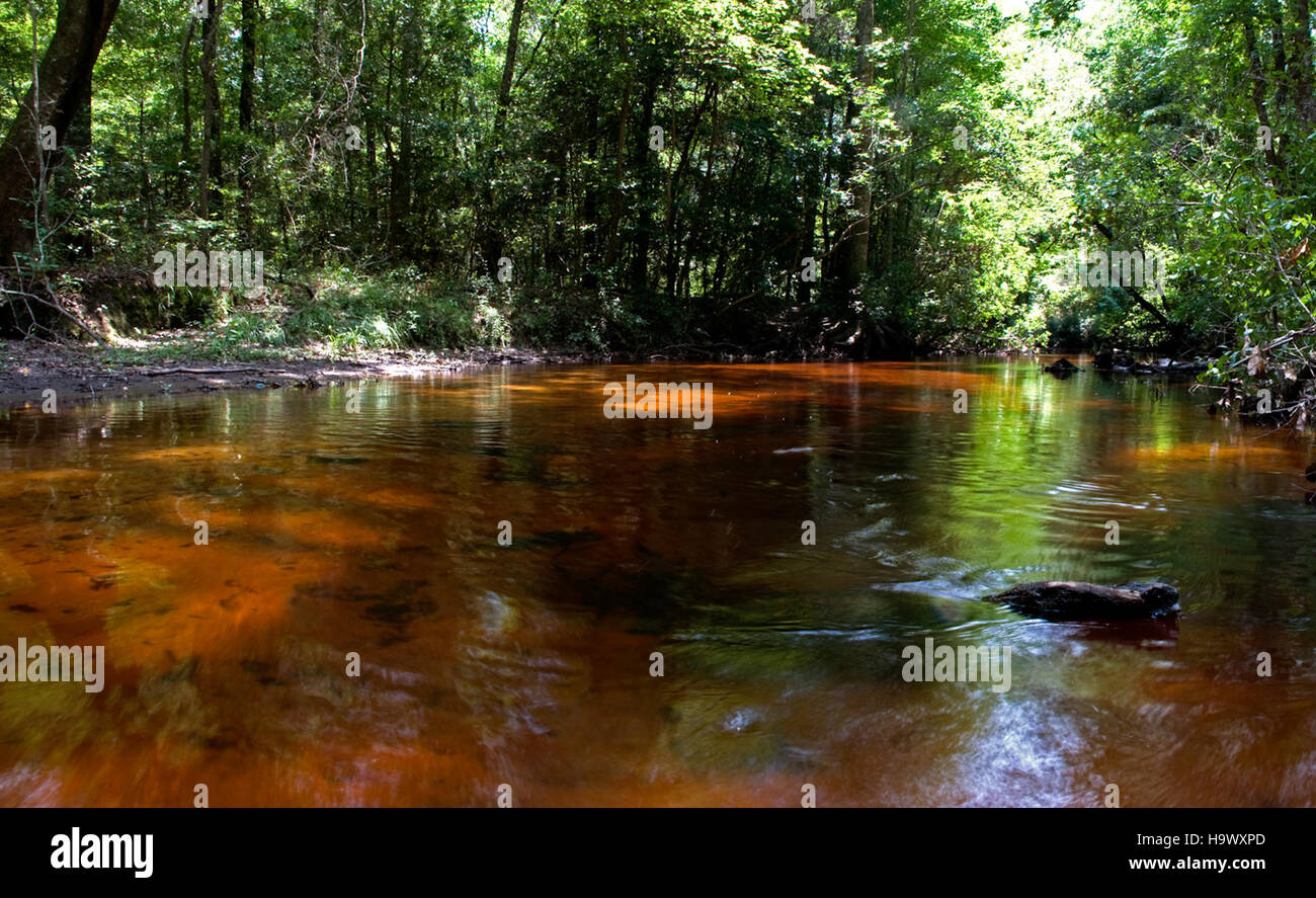 L'immagine rappresenta il Parco Nazionale di Congaree, noto per la sua ricca biodiversità e il suo significato storico. Il parco conserva una delle più grandi e meno disturbate foreste temperate di pianure alluvionali del Nord America, situata nella Carolina del Sud. Foto Stock