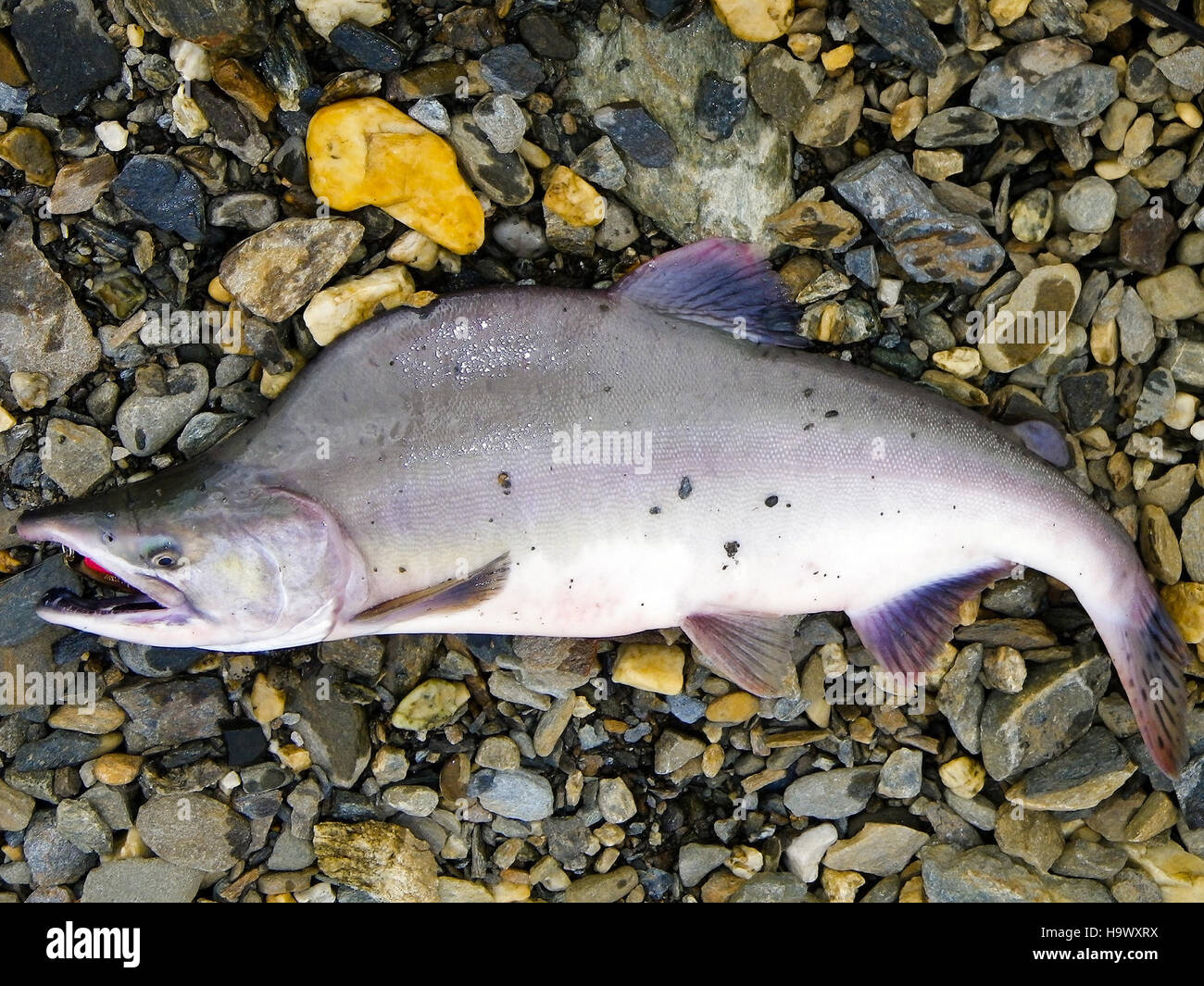 Questa immagine mette in evidenza il Bering Land Bridge, che un tempo collegava Asia e Nord America, insieme a una rappresentazione del salmone rosa, originario della regione. Il ponte rappresenta una caratteristica storica e geografica significativa delle antiche migrazioni. Foto Stock