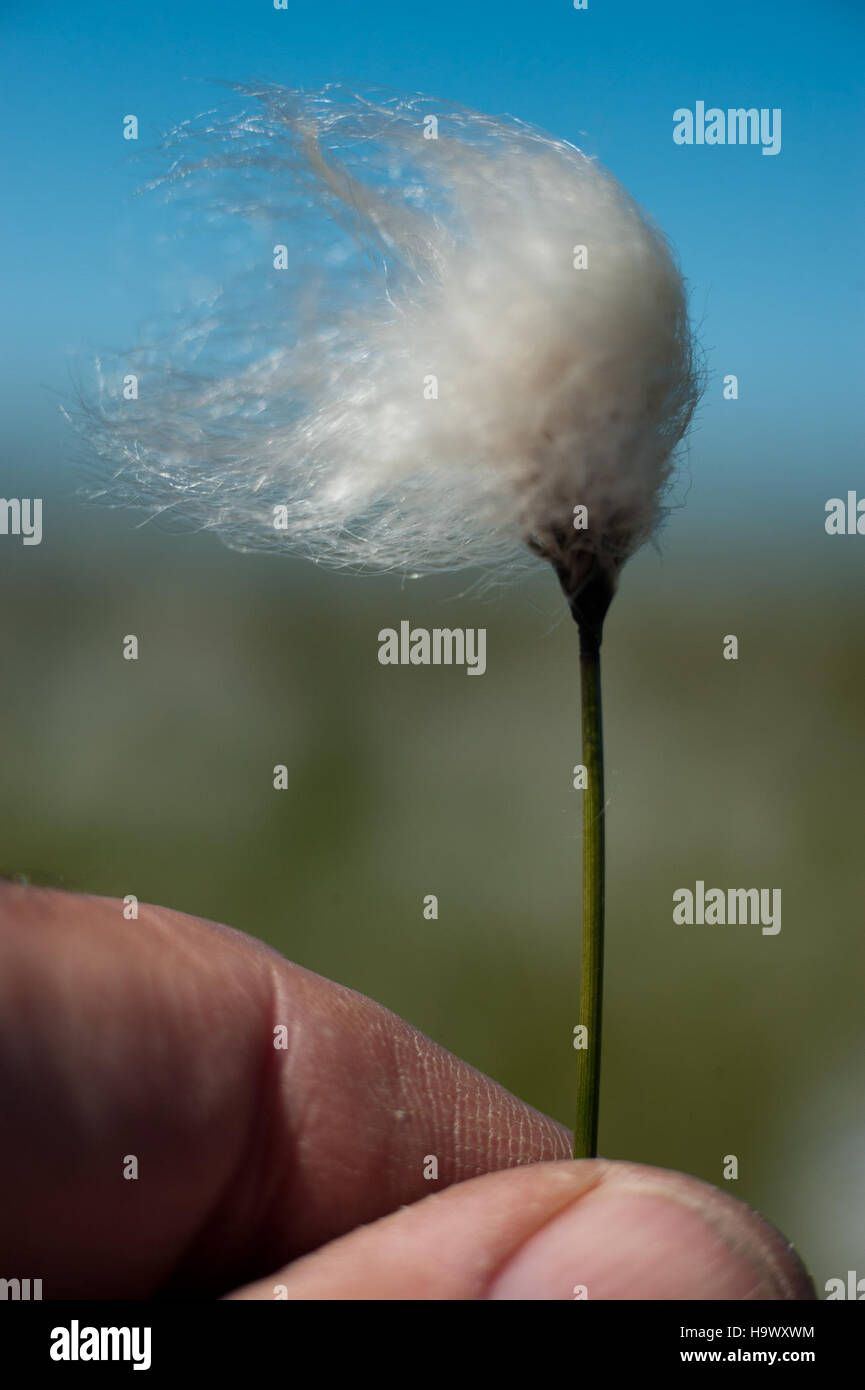 Questa fotografia cattura l'erba di cotone, una pianta comune che si trova nelle zone umide dell'Alaska. Nota per le sue soffici teste di semi bianchi, l'erba di cotone prospera in ambienti freddi e paludosi e gioca un ruolo importante negli ecosistemi locali. Foto Stock