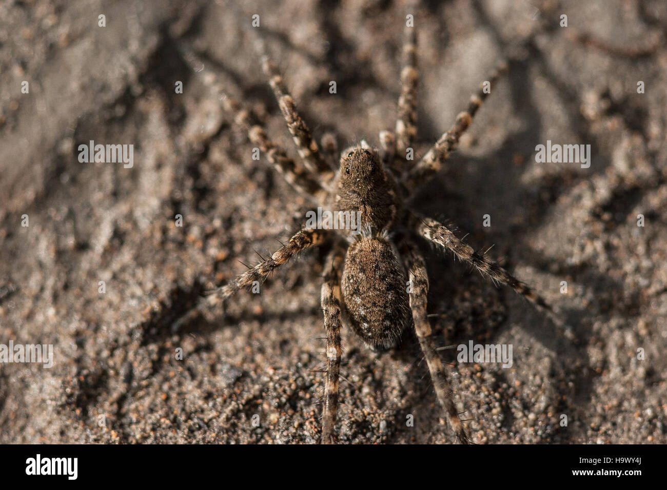 Questa immagine mostra una raffigurazione di un ragno gigante, che fa parte dell'ecosistema del Denali National Park and Preserve, che mostra la variegata fauna selvatica che si può trovare negli ambienti naturali dell'Alaska. Foto Stock