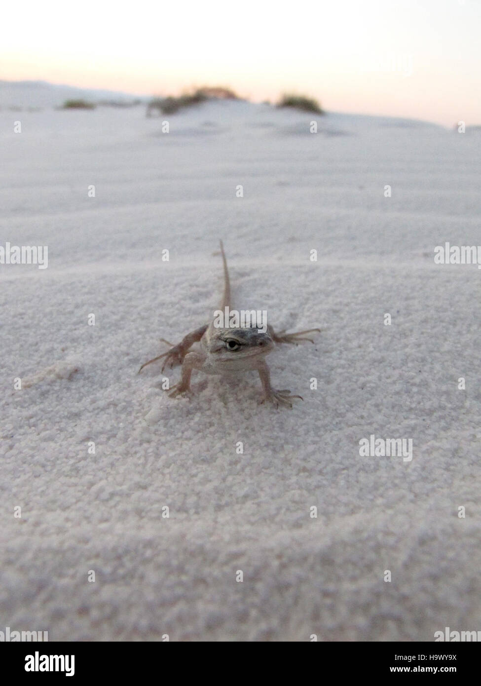 Questa fotografia di una Fence Lizard mostra la specie nel suo habitat naturale. L'immagine evidenzia le caratteristiche distintive della lucertola e la sua adattabilità a diversi ambienti, catturandone il movimento e le variazioni di colore. Foto Stock