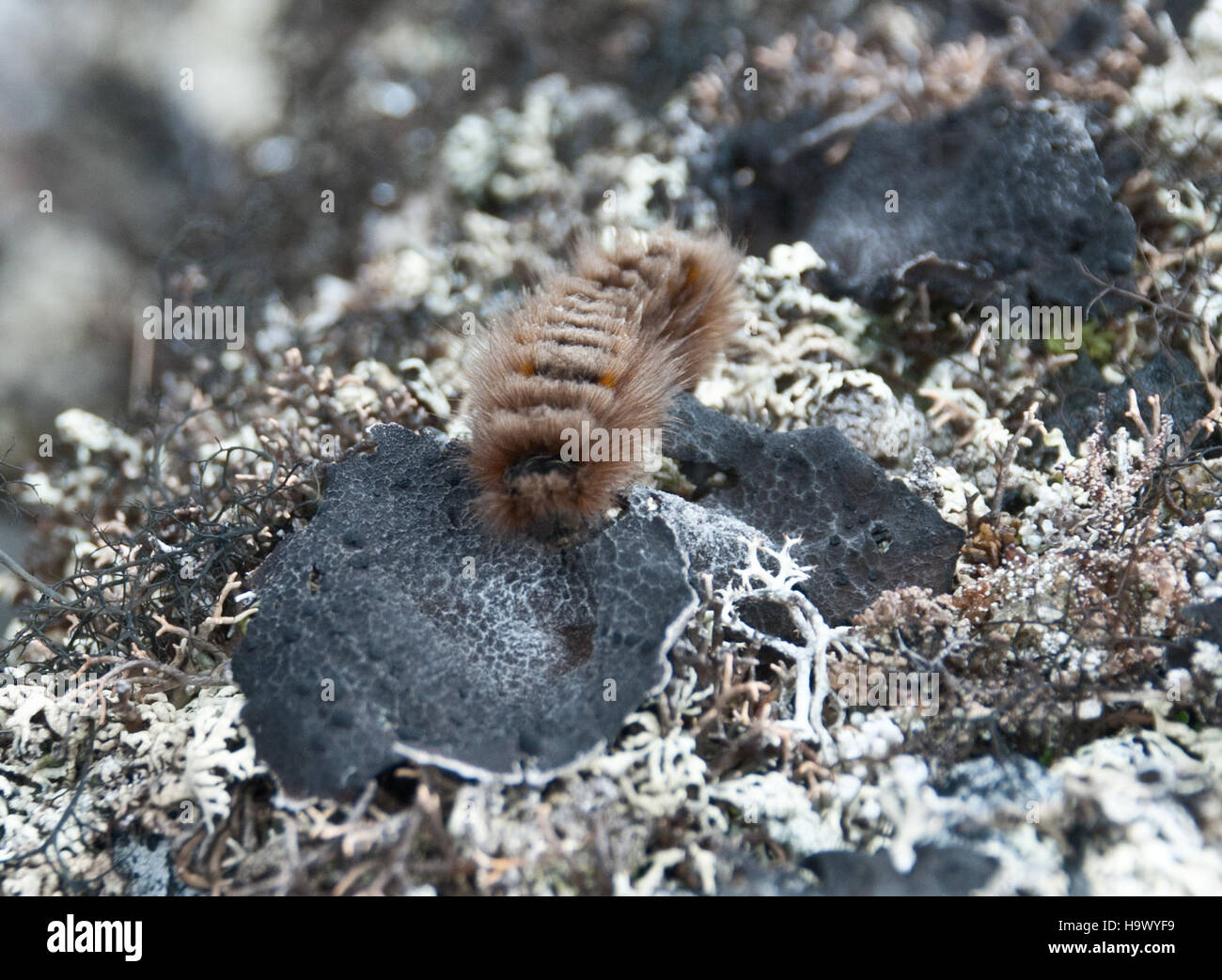 Un bruco sfuocato scorre sopra i licheni, illustrando il paesaggio naturale dell'area del ponte di Bering Land, che un tempo collegava Asia e Nord America durante l'era glaciale. Foto Stock
