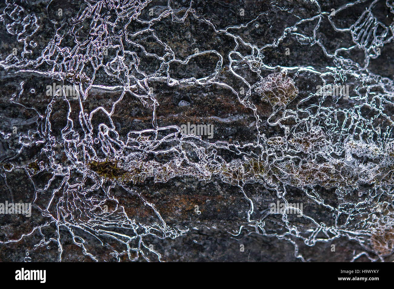 Un'accattivante fotografia intitolata *Ice-Spider on the Wall*, che mostra l'intricata formazione di ghiaccio su un muro, somigliante alla ragnatela. L'immagine cattura la bellezza congelata della natura e i motivi delicati. Foto Stock