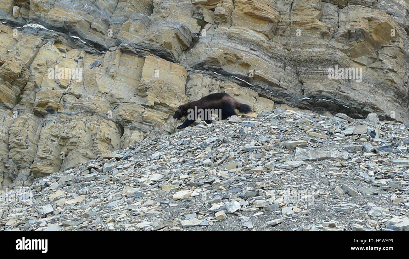 Questa fotografia, scattata al Glacier National Park, mostra un Gulo Grinnell, noto anche come wolverine, catturato nel suo habitat naturale il 9 settembre 2012. L'immagine mette in evidenza l'ambiente aspro e gli sforzi di conservazione della fauna selvatica all'interno del parco. Foto Stock