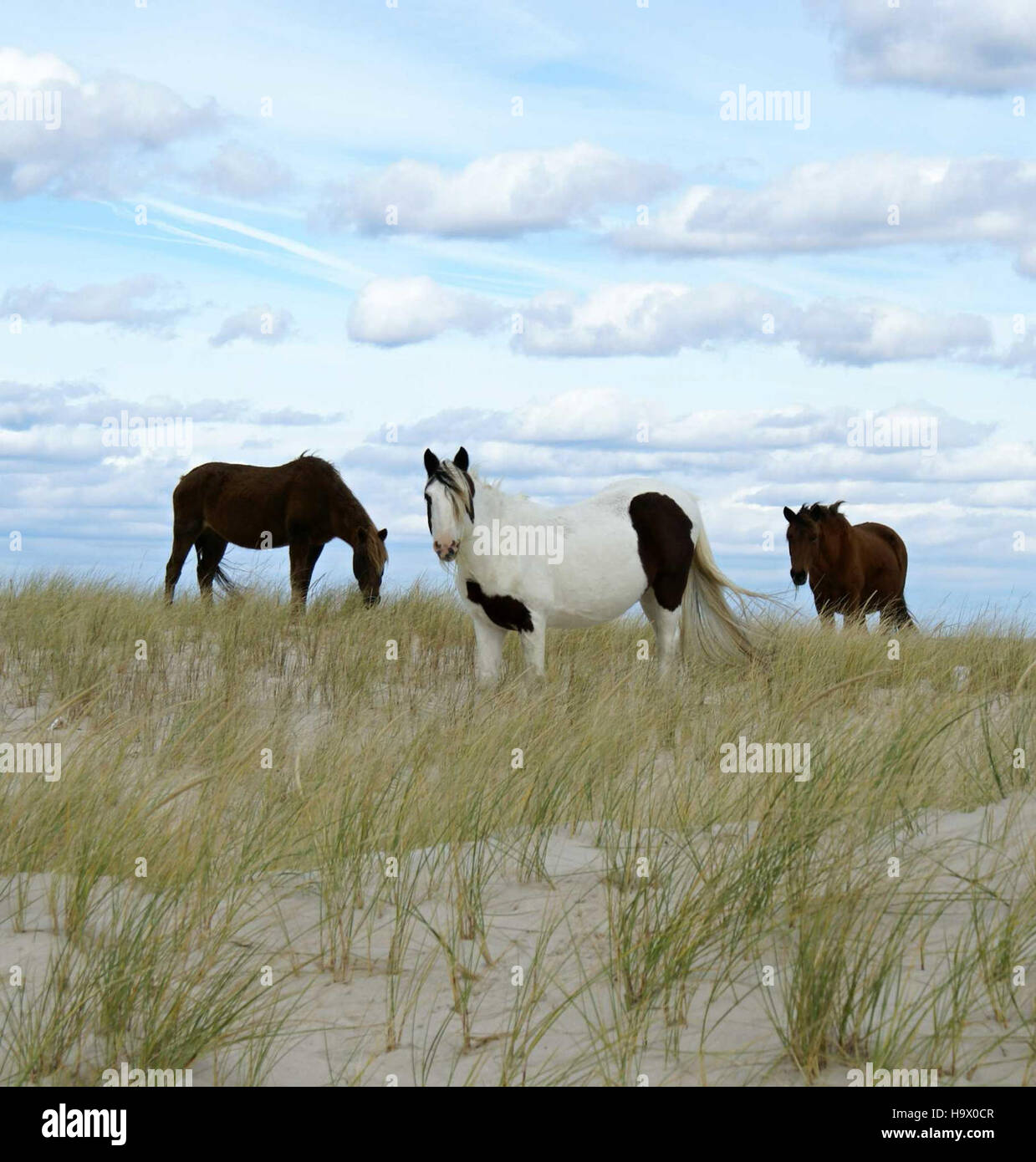 Il Bob National Park, situato ad Assateague, è rinomato per i suoi ecosistemi costieri unici e per i cavalli selvatici. Funge da habitat protetto per la fauna selvatica locale e offre ai visitatori la possibilità di sperimentare la natura incontaminata. Foto Stock
