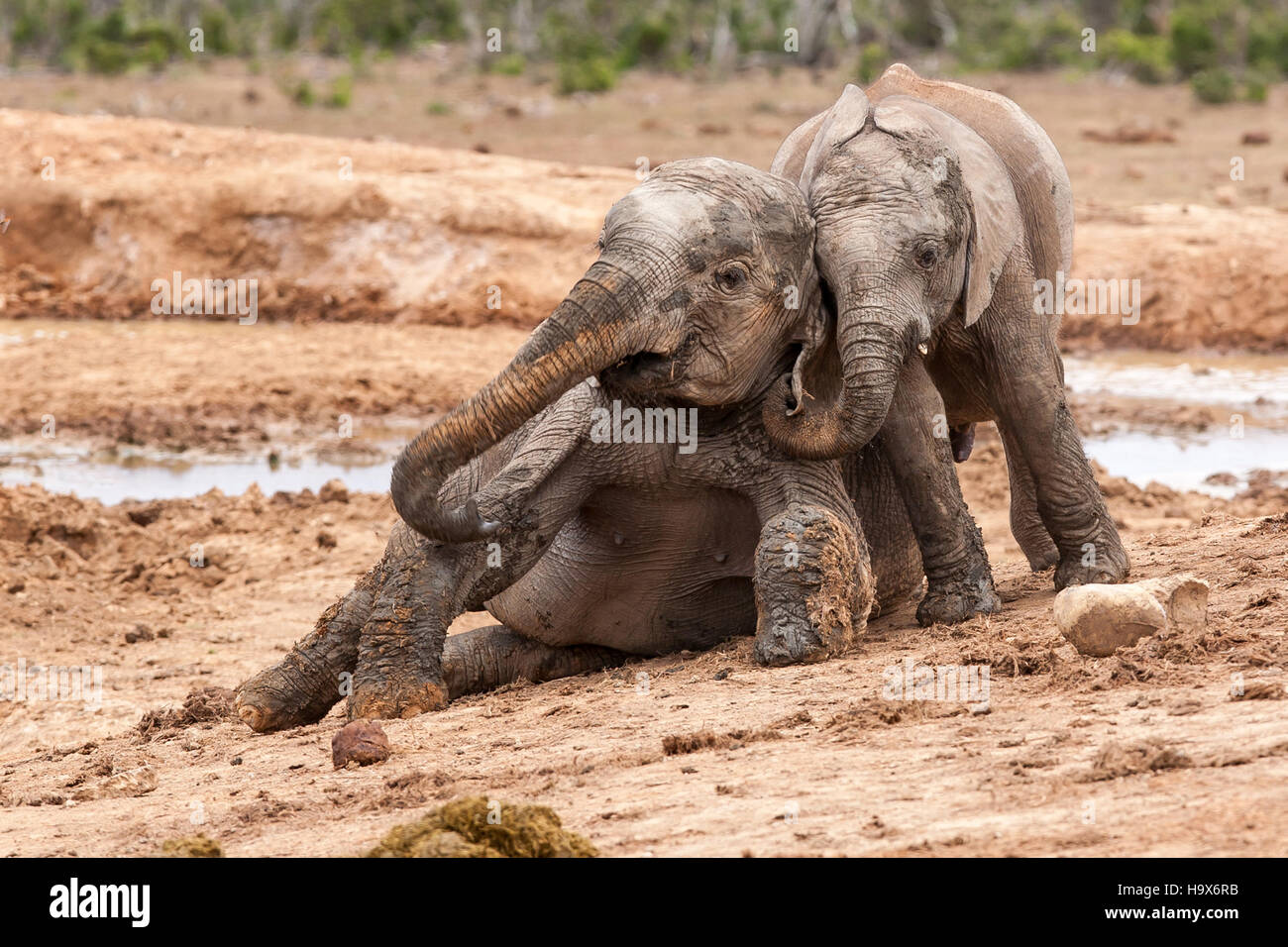 Gli elefanti a Addo Elephant Park in Sud Africa Foto Stock