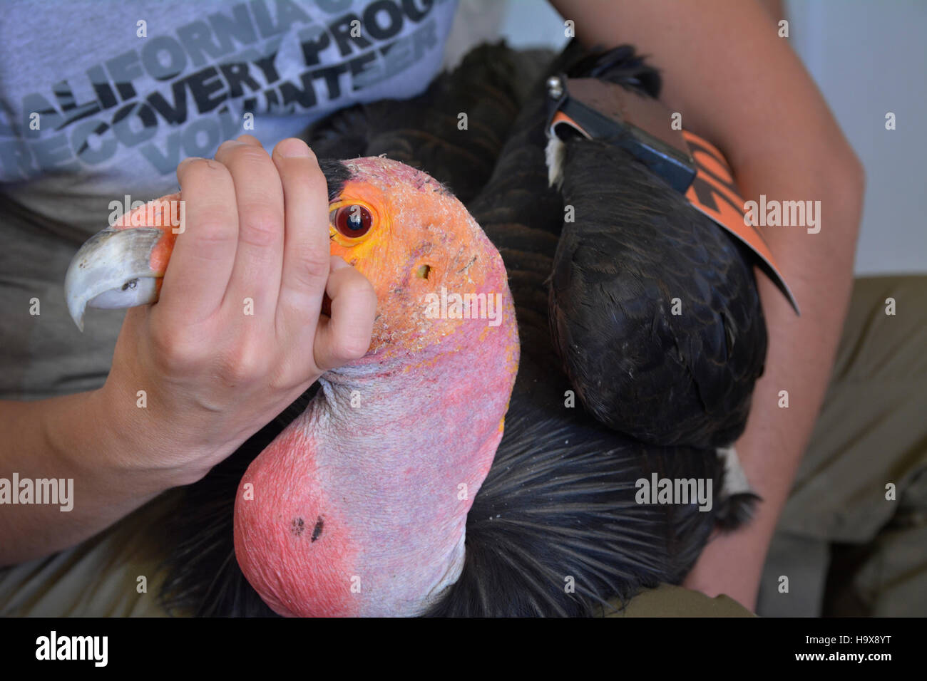 Un volontario dimostra il modo corretto di tenere un California condor in corrispondenza della tramoggia Mountain National Wildlife Refuge condor impianto di cattura 24 giugno 2014 vicino a Fillmore, California. Foto Stock