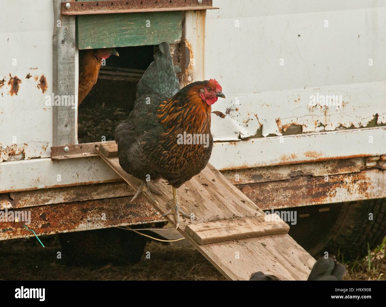 Free-range galline ovaiole uscire una coop mobile realizzato da un cavallo ridefiniti rimorchio a scheggiature fattoria organica Luglio 12, 2013 in Adamstown, Maryland. Foto Stock