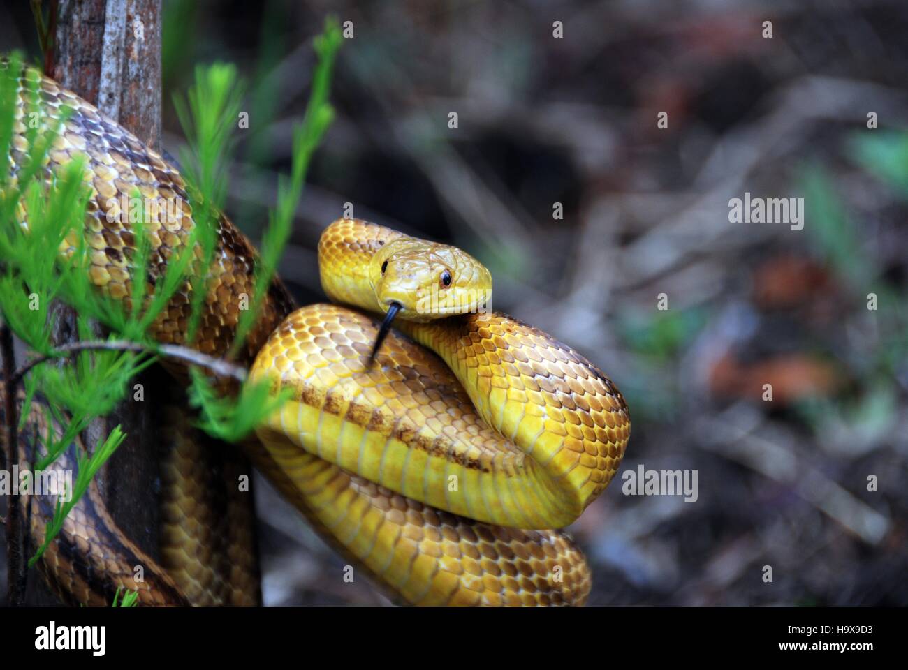 Il Giro del Serpente