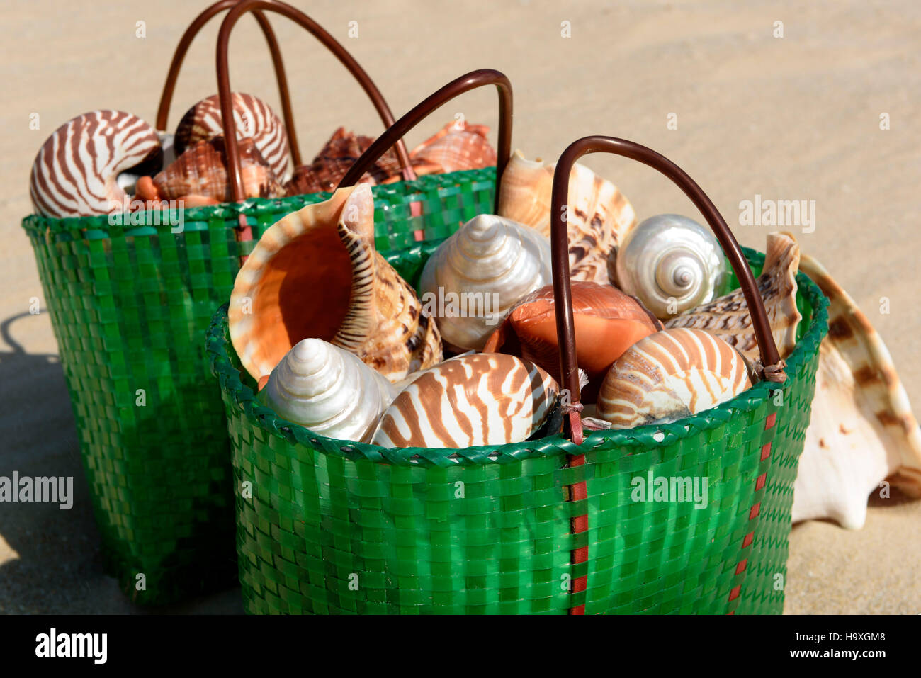 Conchiglie, Spiaggia di Baia di Sanya vicino al Club Med Hainan Island, Cina Foto Stock