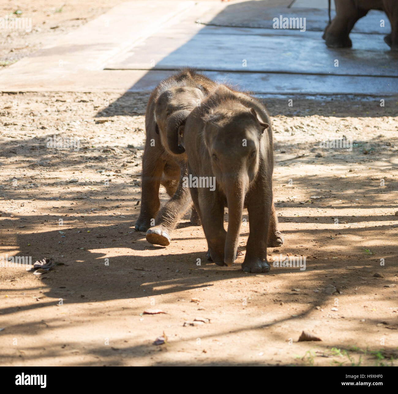 Elefanti asiatici essendo alimentato, Udawalawe Elephant Transit Home, Sri Lanka Foto Stock