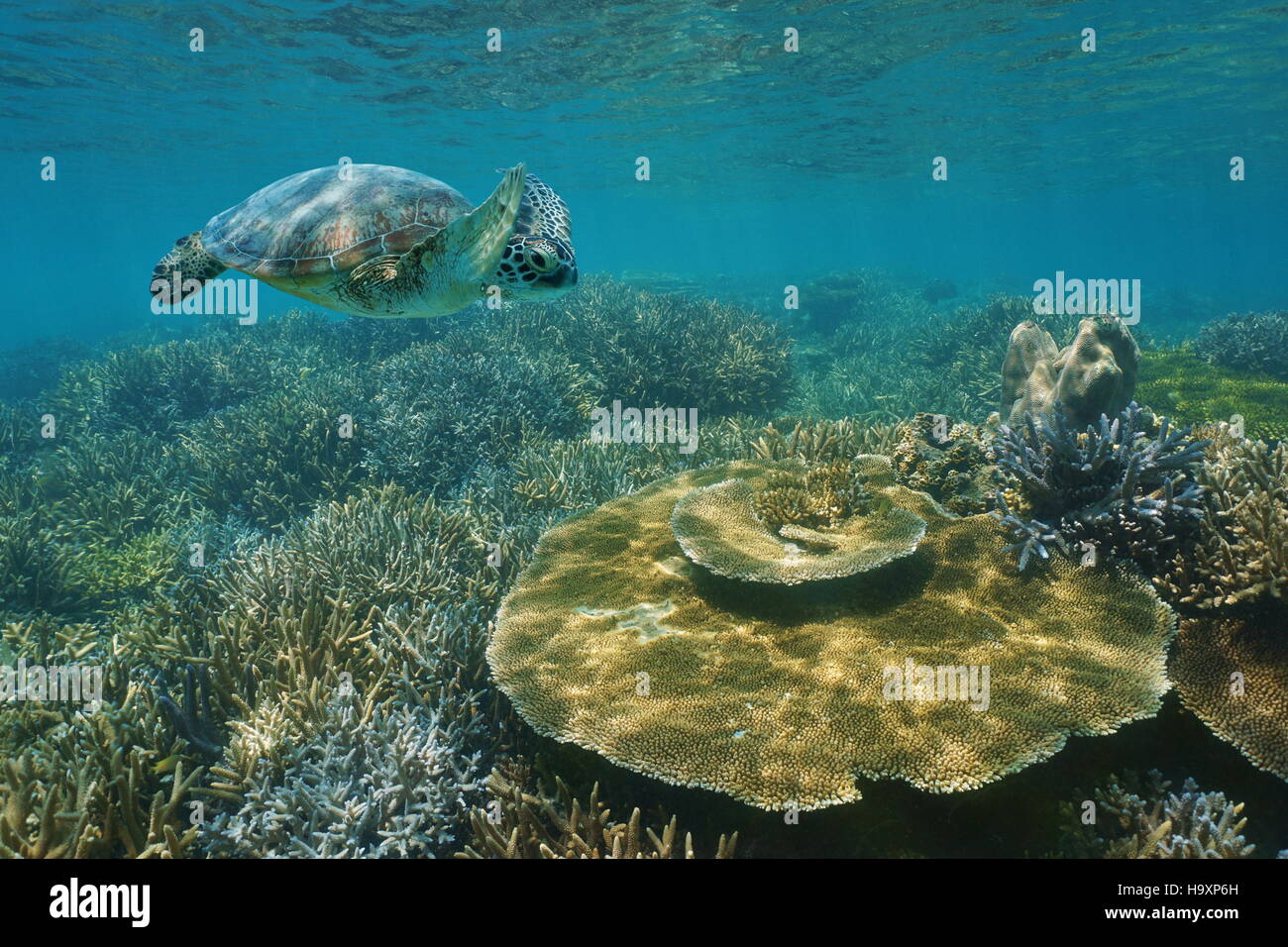 Una tartaruga verde nuoto subacqueo oltre un sano Coral reef in acque poco profonde, Nuova Caledonia, oceano pacifico del sud Foto Stock