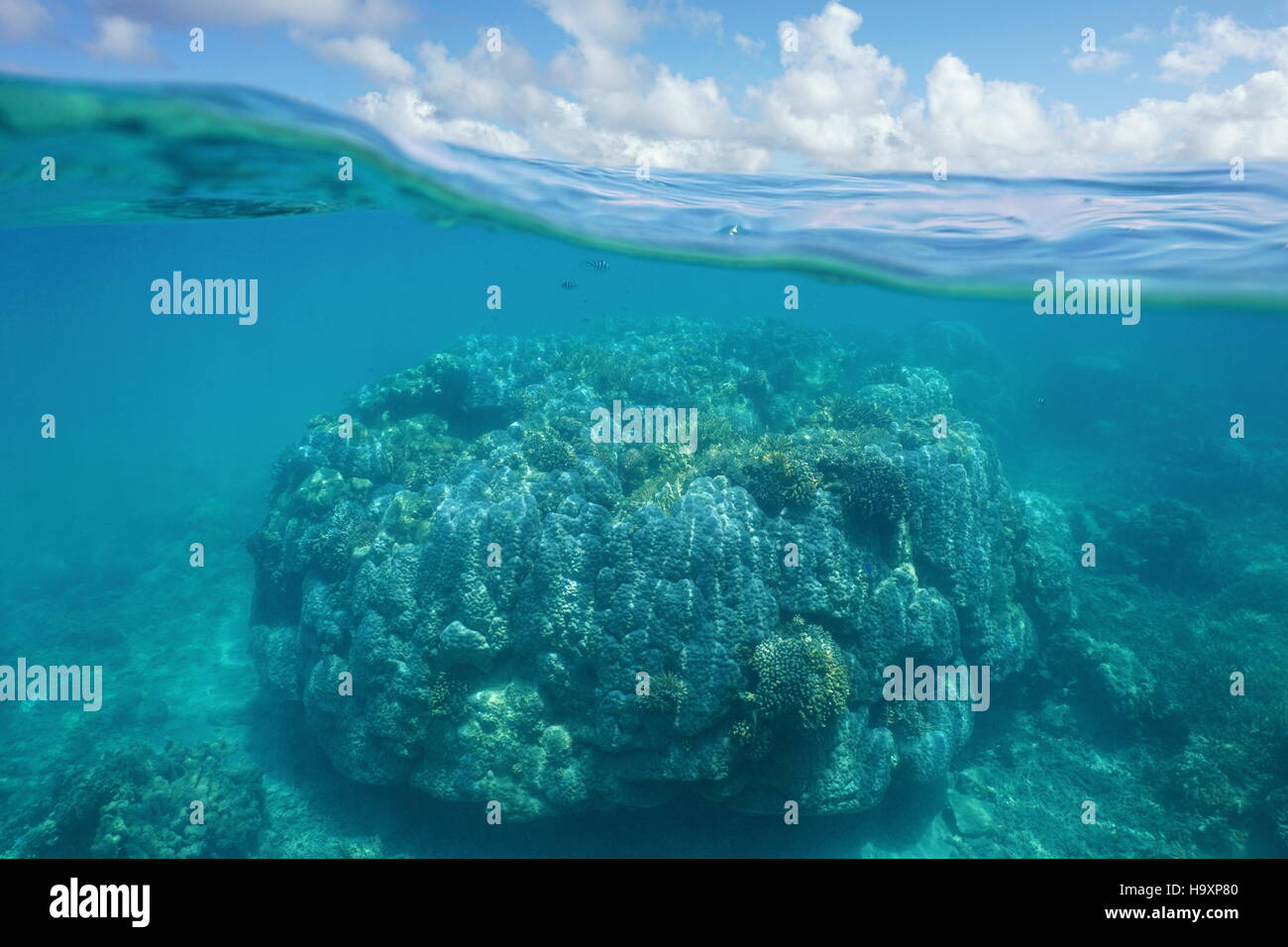 Al di sopra e al di sotto dell'acqua, la massiccia stony coral sott'acqua e cielo blu con nuvole diviso dalla linea di galleggiamento, Nuova Caledonia, oceano pacifico Foto Stock