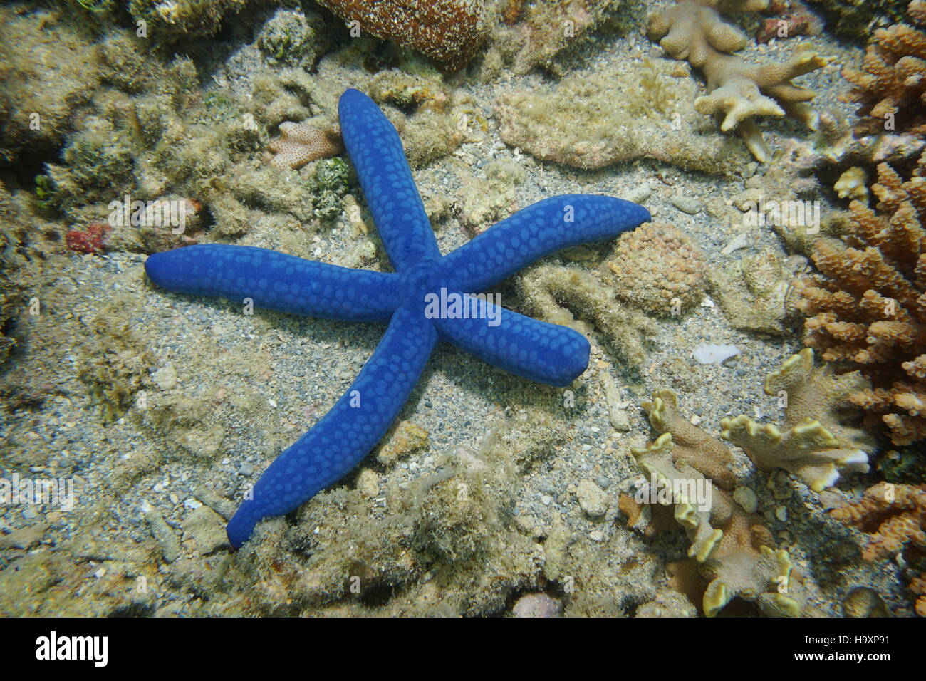 Blue sea star Linckia laevigata, subacqueo sul fondo marino, oceano pacifico del sud, Nuova Caledonia Foto Stock