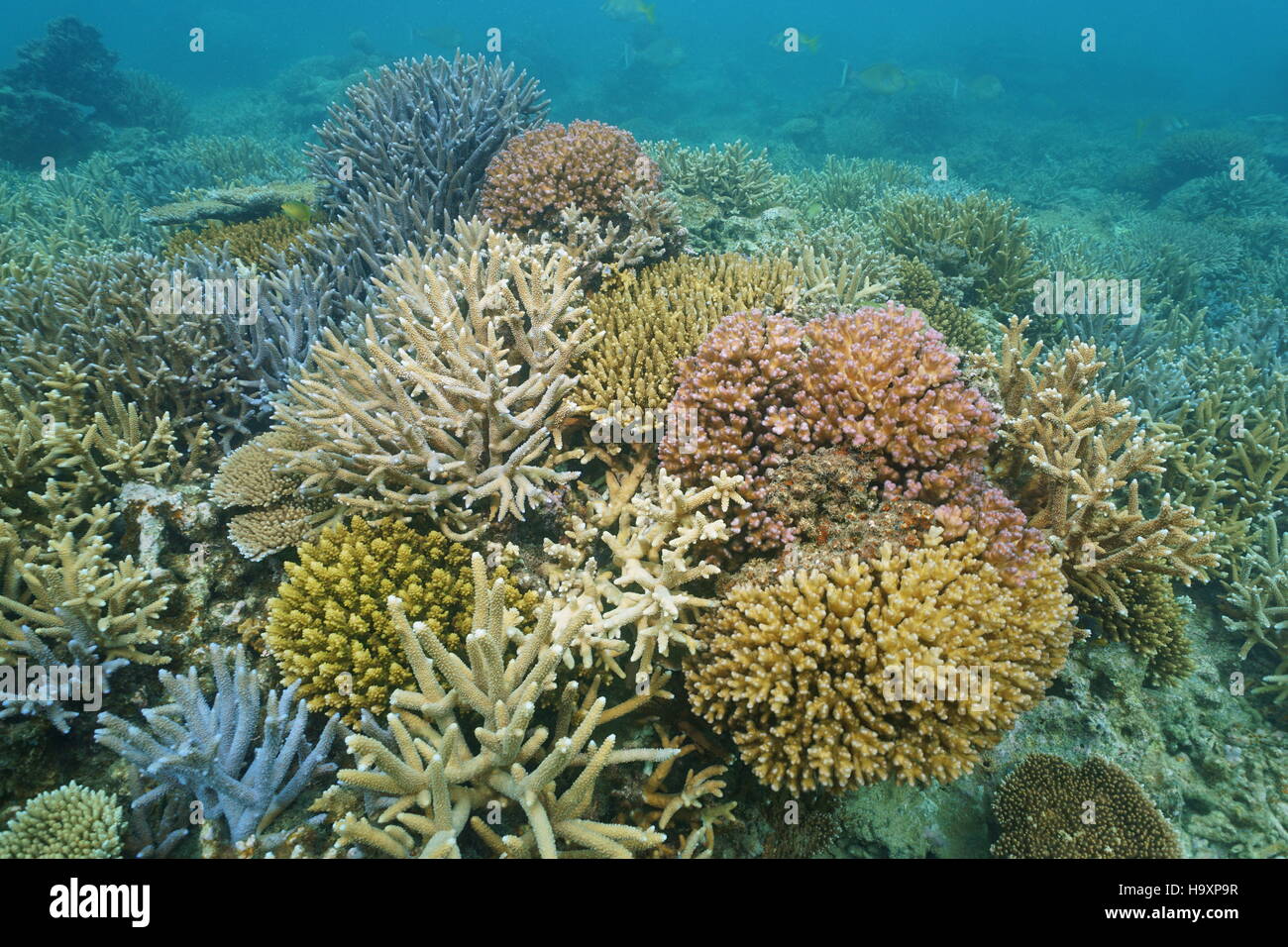 Colorati coralli pietroso sott'acqua in una laguna della Nuova Caledonia, oceano pacifico del sud Foto Stock