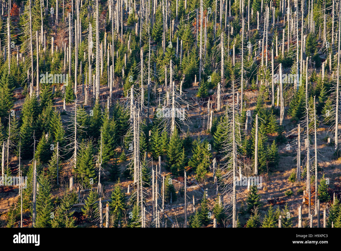 Rotture di morti di abeti afflitti da abete europeo bostrico (Ips typographus L.) infestazione a Lusen, Parco Nazionale della Foresta Bavarese, Bavaria Foto Stock